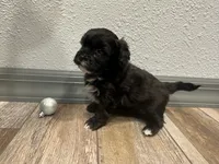 Calvin, a male Shihpoo for sale in Purdy, MO – 8 of 9