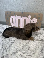 Annie, a female Miniature Dachshund for sale in Purdy, MO – 4 of 4