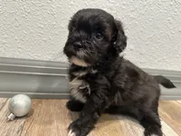 Calvin, a male Shihpoo for sale in Purdy, MO – 6 of 9