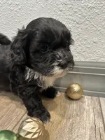 Callie, a female Shihpoo for sale in Purdy, MO – 7 of 9