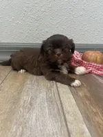 Bowen, a male Shih Tzu for sale in Purdy, MO – 7 of 7