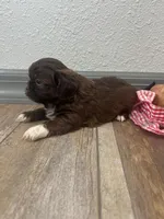 Bowen, a male Shih Tzu for sale in Purdy, MO – 4 of 7