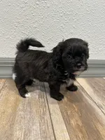 Calvin, a male Shihpoo for sale in Purdy, MO – 9 of 9