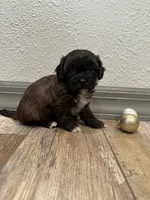 Cade, a male Shihpoo for sale in Purdy, MO – 5 of 9