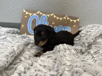 Oliver, a male Miniature Dachshund for sale in Purdy, MO – 3 of 5