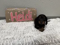 Heidi, a female Miniature Dachshund for sale in Purdy, MO – 5 of 5