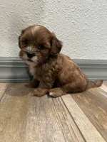 Chuck, a male Shihpoo for sale in Purdy, MO – 2 of 9