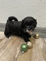 Callie, a female Shihpoo for sale in Purdy, MO – 2 of 9