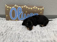 Oliver, a male Miniature Dachshund for sale in Purdy, MO – 5 of 5