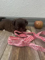 Bowen, a male Shih Tzu for sale in Purdy, MO – 3 of 7