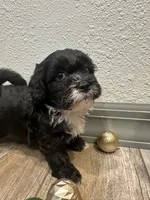 Callie, a female Shihpoo for sale in Purdy, MO – 9 of 9