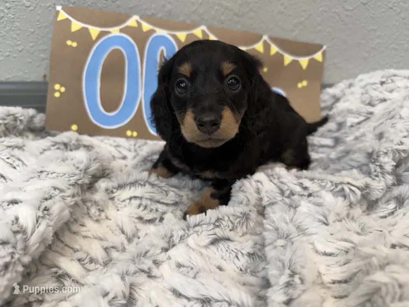 Oliver – Miniature Dachshund puppy for sale in Purdy, MO
