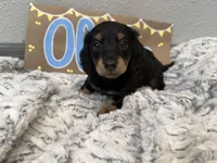 Oliver, a male Miniature Dachshund for sale in Purdy, MO – 1 of 5