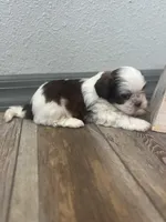 Brisco, a male Shih Tzu for sale in Purdy, MO – 4 of 7