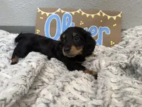 Oliver, a male Miniature Dachshund for sale in Purdy, MO – 2 of 5