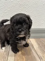 Calvin, a male Shihpoo for sale in Purdy, MO – 5 of 9