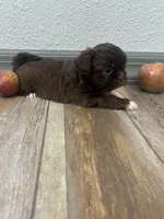 Bowen, a male Shih Tzu for sale in Purdy, MO – 2 of 7