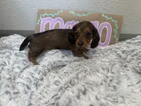 Margo, a female Miniature Dachshund for sale in Purdy, MO – 2 of 3