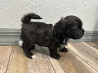 Calvin, a male Shihpoo for sale in Purdy, MO – 4 of 9