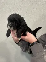 Callie, a female Shihpoo for sale in Purdy, MO – 5 of 9