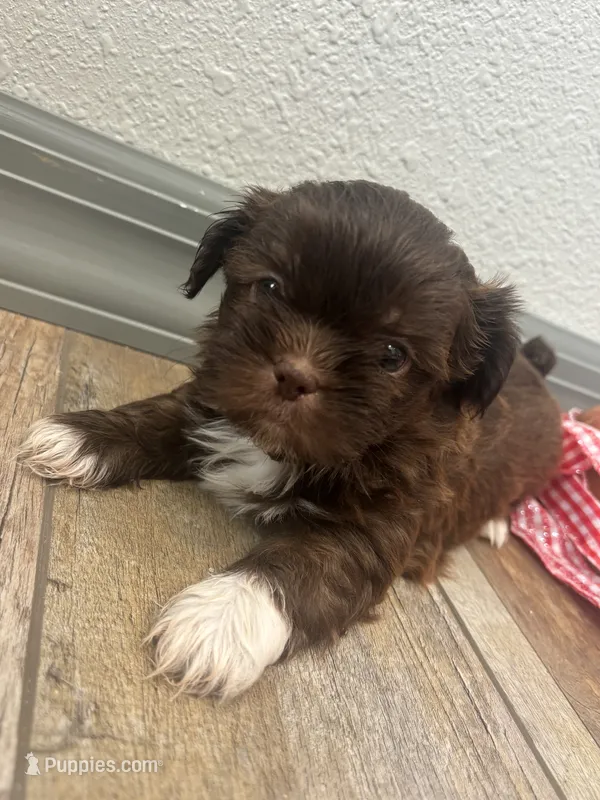 Bowen – Shih Tzu puppy for sale in Purdy, MO