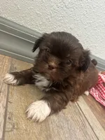 Bowen, a male Shih Tzu for sale in Purdy, MO – 1 of 7