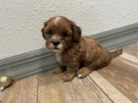 Chuck, a male Shihpoo for sale in Purdy, MO – 8 of 9