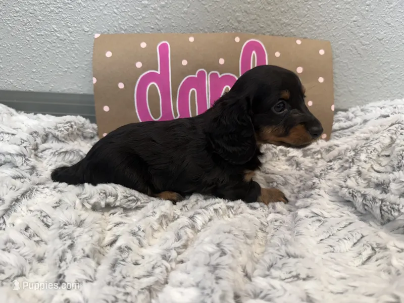 Darla  – Miniature Dachshund puppy for sale in Purdy, MO