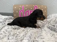 Darla , a female Miniature Dachshund for sale in Purdy, MO – 1 of 5