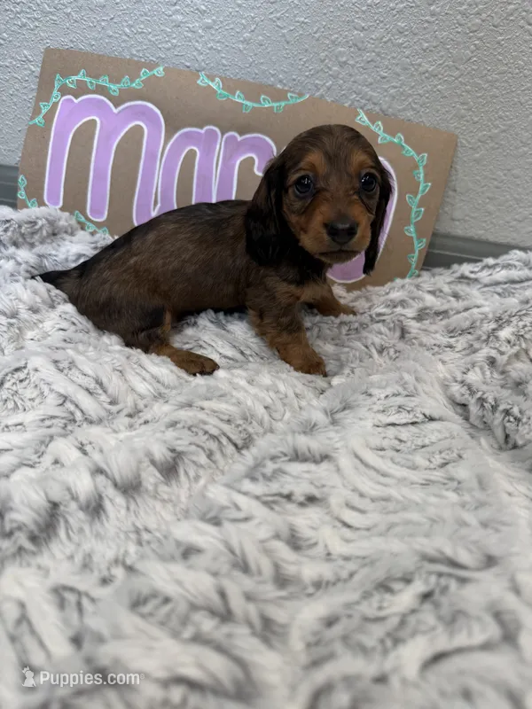 Margo – Miniature Dachshund puppy for sale in Purdy, MO
