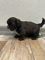Chad, a male Shihpoo for sale in Purdy, MO – 3 of 8