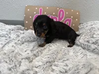 Darla , a female Miniature Dachshund for sale in Purdy, MO – 5 of 5