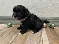 Callie, a female Shihpoo for sale in Purdy, MO – 3 of 9
