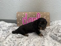Darla , a female Miniature Dachshund for sale in Purdy, MO – 3 of 5