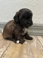 Cade, a male Shihpoo for sale in Purdy, MO – 7 of 9