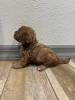 Chuck, a male Shihpoo for sale in Purdy, MO – 5 of 9