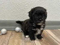 Calvin, a male Shihpoo for sale in Purdy, MO – 3 of 9