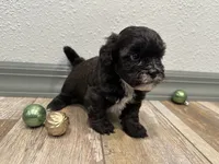 Chad, a male Shihpoo for sale in Purdy, MO – 7 of 8