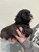Chad, a male Shihpoo for sale in Purdy, MO – 2 of 8
