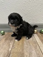 Callie, a female Shihpoo for sale in Purdy, MO – 6 of 9