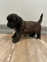 Cade, a male Shihpoo for sale in Purdy, MO – 9 of 9