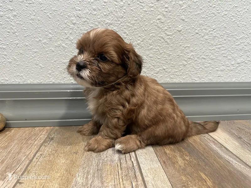 Chuck, a male Shihpoo for sale in Purdy, MO – 1 of 9
