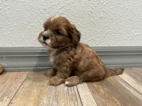 Chuck, a male Shihpoo for sale in Purdy, MO – 1 of 9
