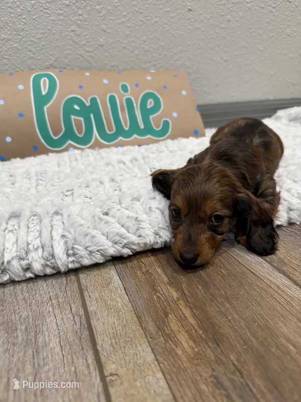 Louie  – Miniature Dachshund puppy for sale in Purdy, MO