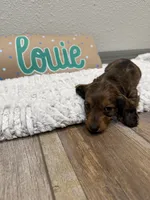 Louie , a male Miniature Dachshund for sale in Purdy, MO – 1 of 5