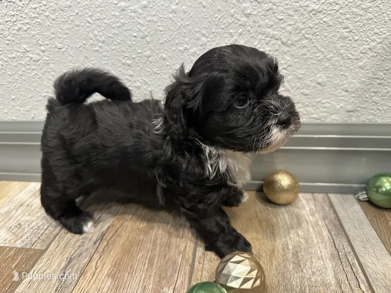 Callie, a female Shihpoo for sale in Purdy, MO – 1 of 9