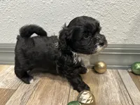 Callie, a female Shihpoo for sale in Purdy, MO – 1 of 9