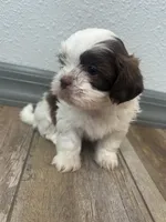 Brisco, a male Shih Tzu for sale in Purdy, MO – 3 of 7