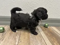 Callie, a female Shihpoo for sale in Purdy, MO – 4 of 9