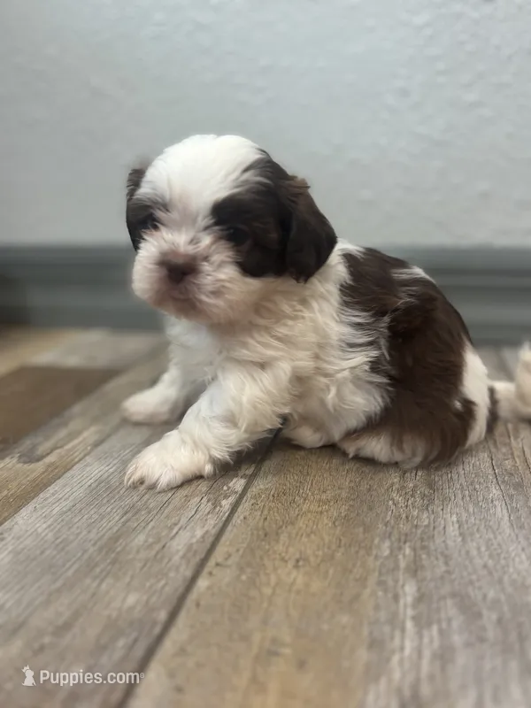Brisco – Shih Tzu puppy for sale in Purdy, MO